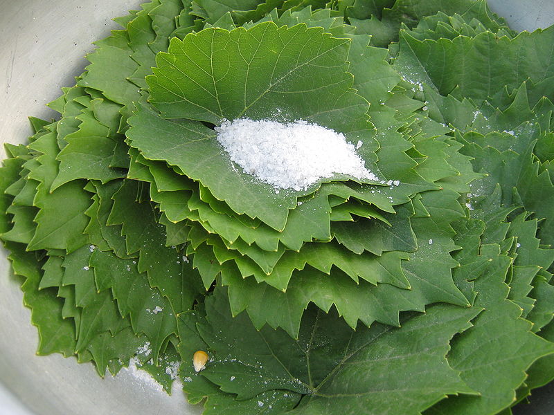 Fisier:Frunza de vita 1.jpg