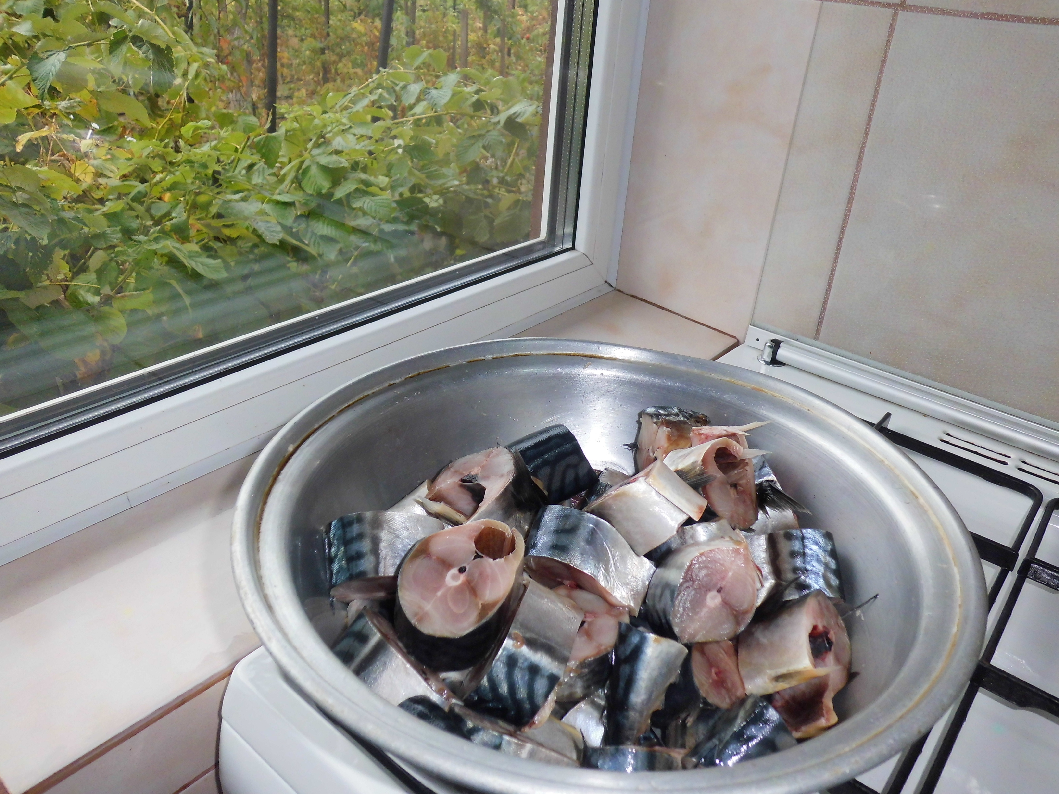 Conserve de macrou in sos tomat
